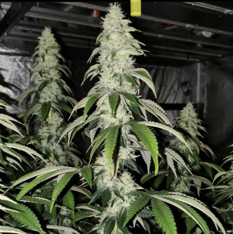 Banana Burger Mousse Skunkhouse Seeds